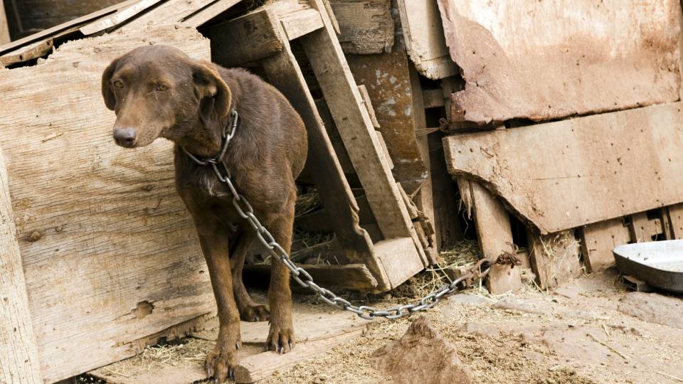 dog chained outside